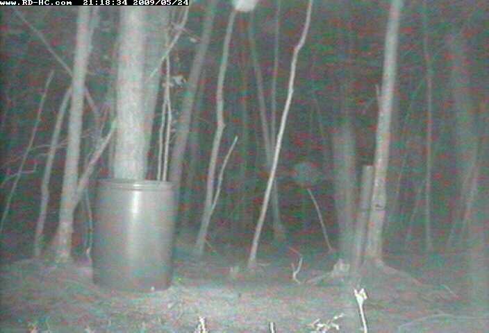 Deer Cam