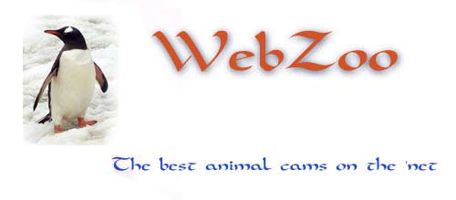 webcams Zoo animal cams