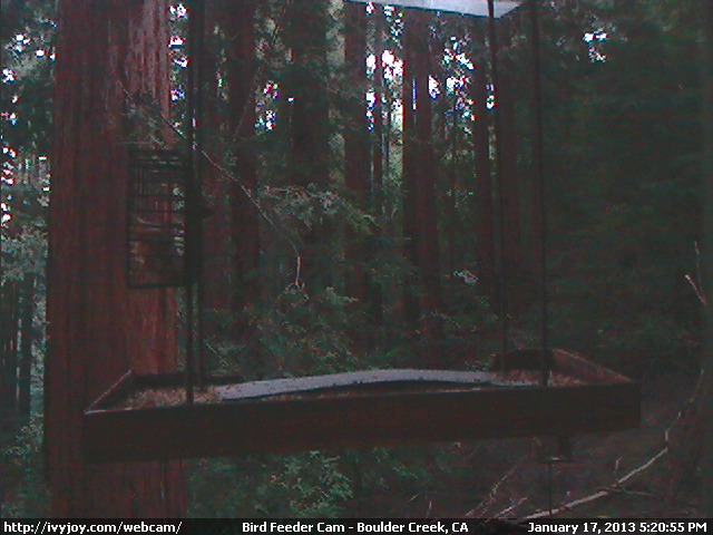 Bird Feeder webcam